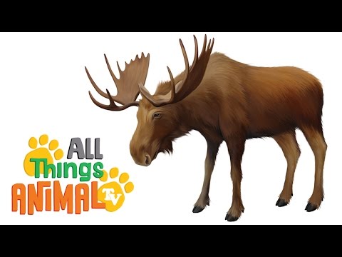 * MOOSE * | Animals For Kids | All Things Animal TV