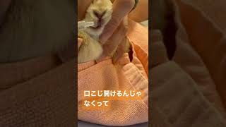 【ウサギ完全攻略されるwww】先生の薬の飲ませ方が神すぎっ  #うさぎ  #ウサギ  #shorts #bunny  #rabbit  #ネザーランドドワーフ  #もふもふ  #モフモフ