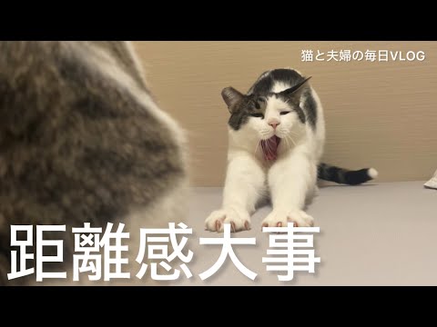 猫と夫婦の毎日VLOG#450 パーソナルスペースの近い猫と遠い猫のすれ違い