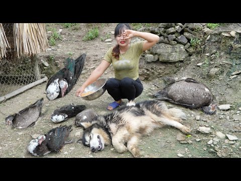 Vietnamese girls live with nature, grow vegetables, catch fish, harvest bees and vegetables to sell