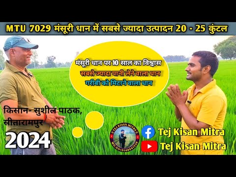 मंसूरी धान #MTU 7029#trending # उत्पादन में सबसे ज्यादा #75 कल्ले का धान #वायरल वीडियो