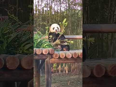 Panda eating