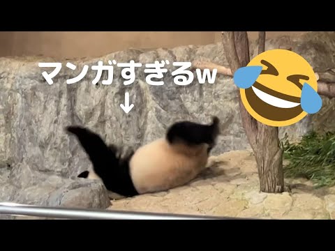 【楓浜 新喜劇w】ズッコケがプロ😂子パンダのお食事タイム🐼