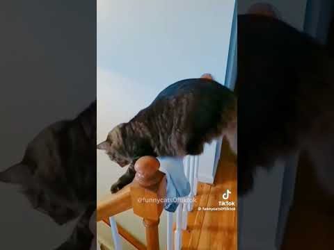 Credits to funnycats0ftiktok on tiktok #notmine #youtubeshorts #funny #shortsviral #memes #catvideos