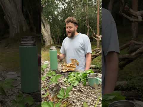 Foraging and making a delicious foraged tea with a fellow foraging friend new forest uk