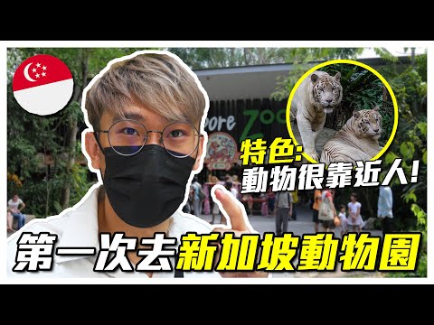 【新加坡動物園】跟馬來西亞的差別也太大了！動物全部都沒有關在籠子而且很靠近人！