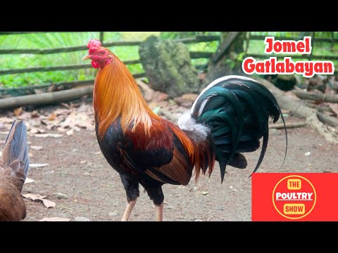 Fiestag 2024 | Jomel Gatlabayan | Larry Wacnang | Calvin Randall | Budjit Aguilar #chicken #manok