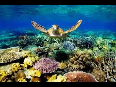 Sea Turtles Documentary HD - Home for the Hawksbill