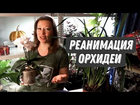 КАК РЕАНИМИРОВАТЬ ОРХИДЕЮ С ГНИЛЫМИ КОРНЯМИ | ЧЕМ ПОДКОРМИТЬ КОМНАТНЫЕ РАСТЕНИЯ | БИОГУМУС, 18+