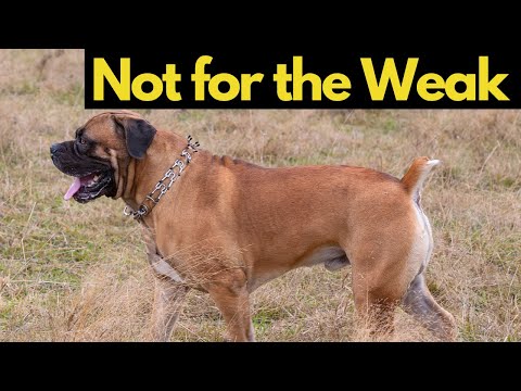 Boerboel: A Powerful Breed That Requires Responsible Handling