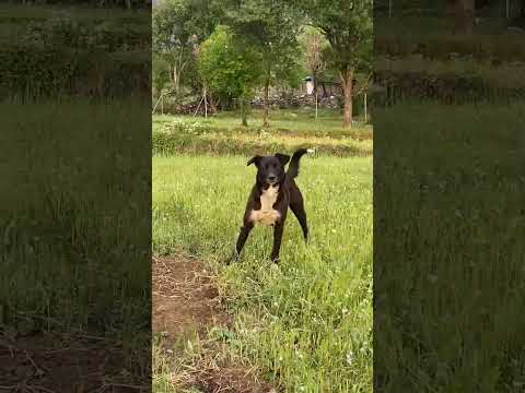 dog reactoin😍shortvideo#, 😍