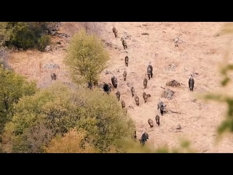 WILD BOAR HUNTING ADVENTURE | HEYECANLI DOMUZ AVI | 2020