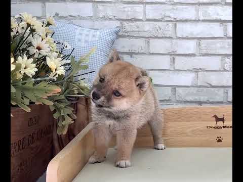 Mame Shiba Inu - Maddie