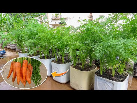 Awesome Carrots Cultivation Technology | Grow Carrots Easily and with high yield