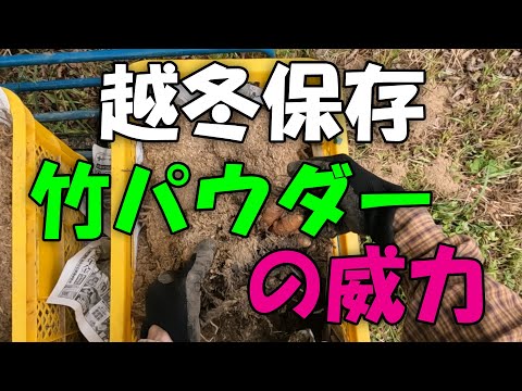 【竹パウダー】越冬保存 竹パウダーの威力