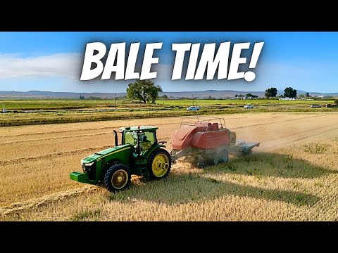 Baling Over 2000 Straw Bales After Wheat Harvest!