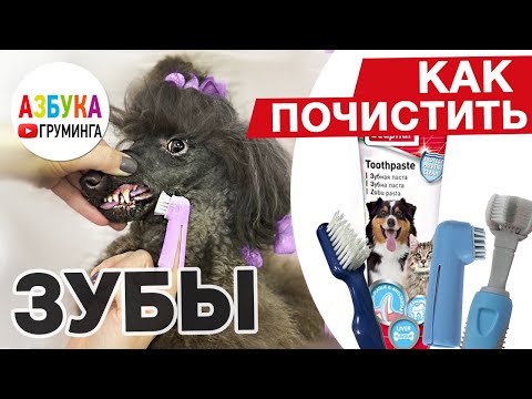 Как почистить зубы собаке в домашних условиях?