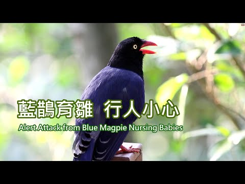 6-9藍鵲育雛行人小心