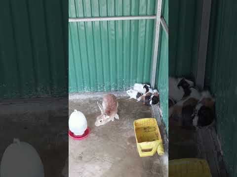 cleaning time guinea pig home