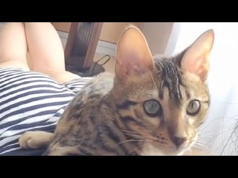 主に心を開くベンガルの子猫