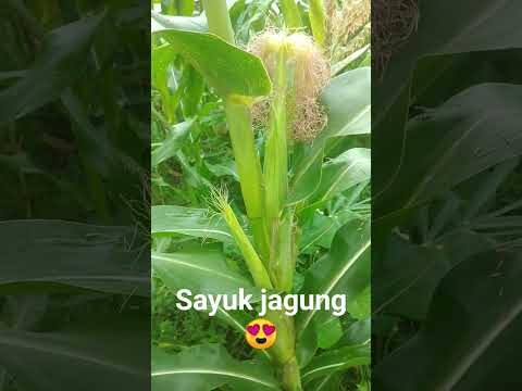 Sayuk jagung😍 #laukrumahpanjai