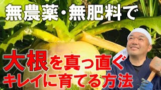 無農薬・無肥料で大根を真っ直ぐキレイに育てる方法