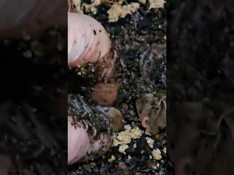 #hungrybin #vermicomposting #redwigglers #farming #vermicompost #wormcastings #wormfarming