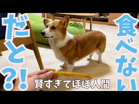 食いしん坊すぎる愛犬がおやつを食べない理由はこちらです