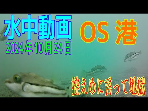 水中動画（2024年10月24日）in　OS港