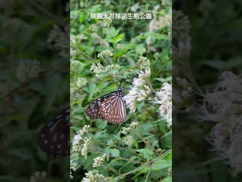 桃園大有梯田生態公園