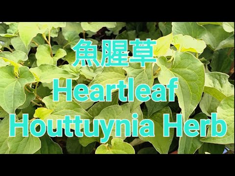 魚腥草 Heartleaf Houttuynia Herb