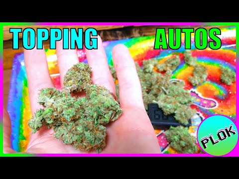 Can You Top Autoflowers? Lets Find Out! - Autoflower Topping Experiment Final Results & Weigh in