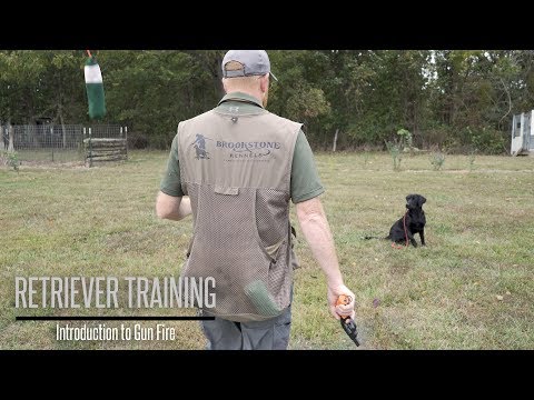 Introduce Your Labrador to Gunfire - Hunting Dog Training