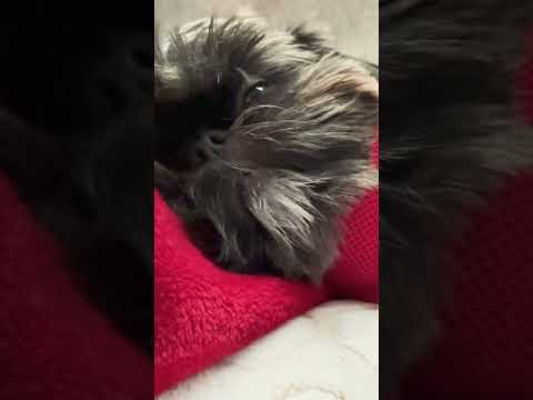 Snoring Shih Tzu#cutepets