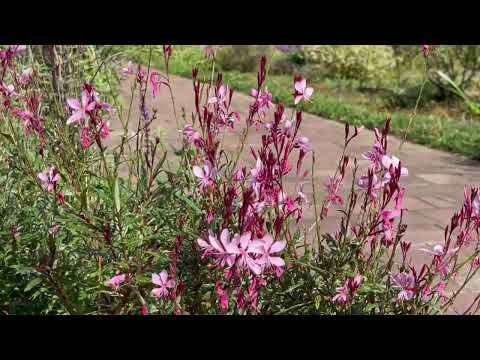 今天花园里盛开的紫色系鲜花