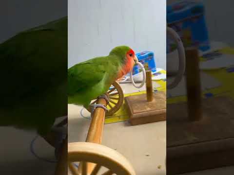 Bird Training : Smart lovebird Parrot | Smart Little Cute Parrot #training #smartparrot #cute