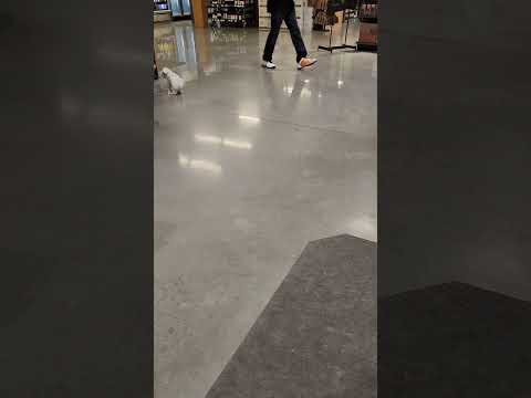 Have you ever seen a dog moonwalk? 🐕 #grocerystore chronicles #funnyvideo #pets #easymeals