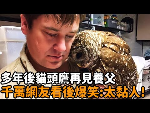 The man rescued the comatose owl and met again many years later. Netizens laughed at it: This bird