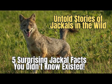 5 Lesser Known Jackal Facts 🦊 Surprising Jackal Facts You Didn't Know Existed!