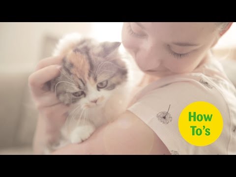 How to Understand your Cat's Behaviour