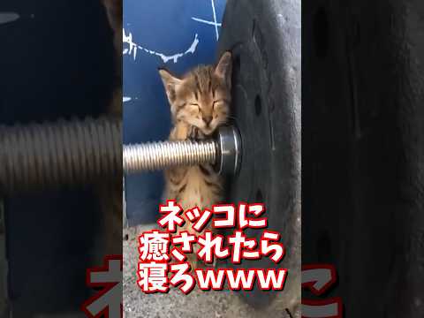 ネッコの動画で癒されたら寝ろｗｗｗ　#2ch #2ch動物スレ #2ch面白いスレ #動物 #犬 #猫 #癒やし #ねこ