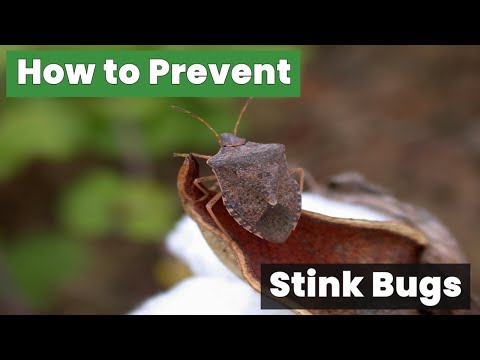 How to Prevent Stink Bugs Before They Invade Your Home!