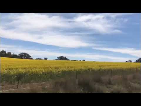 油菜花地 Rapeseed Field #油菜花 #田野 #郊游 #自然 #风景 #nature #views #place