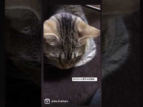 【遊ぶ前頭部】猫の可愛い前頭部