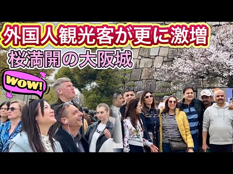 桜満開で外国人観光客が溢れる大阪城公園　2024年4月 Cherry Blossom in Osaka