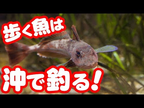 【魚図鑑　ホウボウ】ルアー釣りがアツイ！船で沖釣り　 メタルジグ、タイラバでも爆釣！