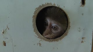 Agents Find Baby Monkey While Scanning Packages at Bus Terminal