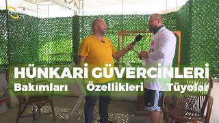 Hünkari Güvercinleri (Hünkari Güvercinlerinin Bakımları - Özellikleri) - Kuşçu