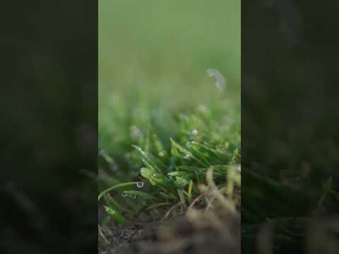 Sod Farmer: Whistling Straits Sod Farmer