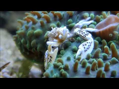 海葵蟹和象耳珊瑚Elephant Ear Anemone and Porcelain Anemone Crab1k